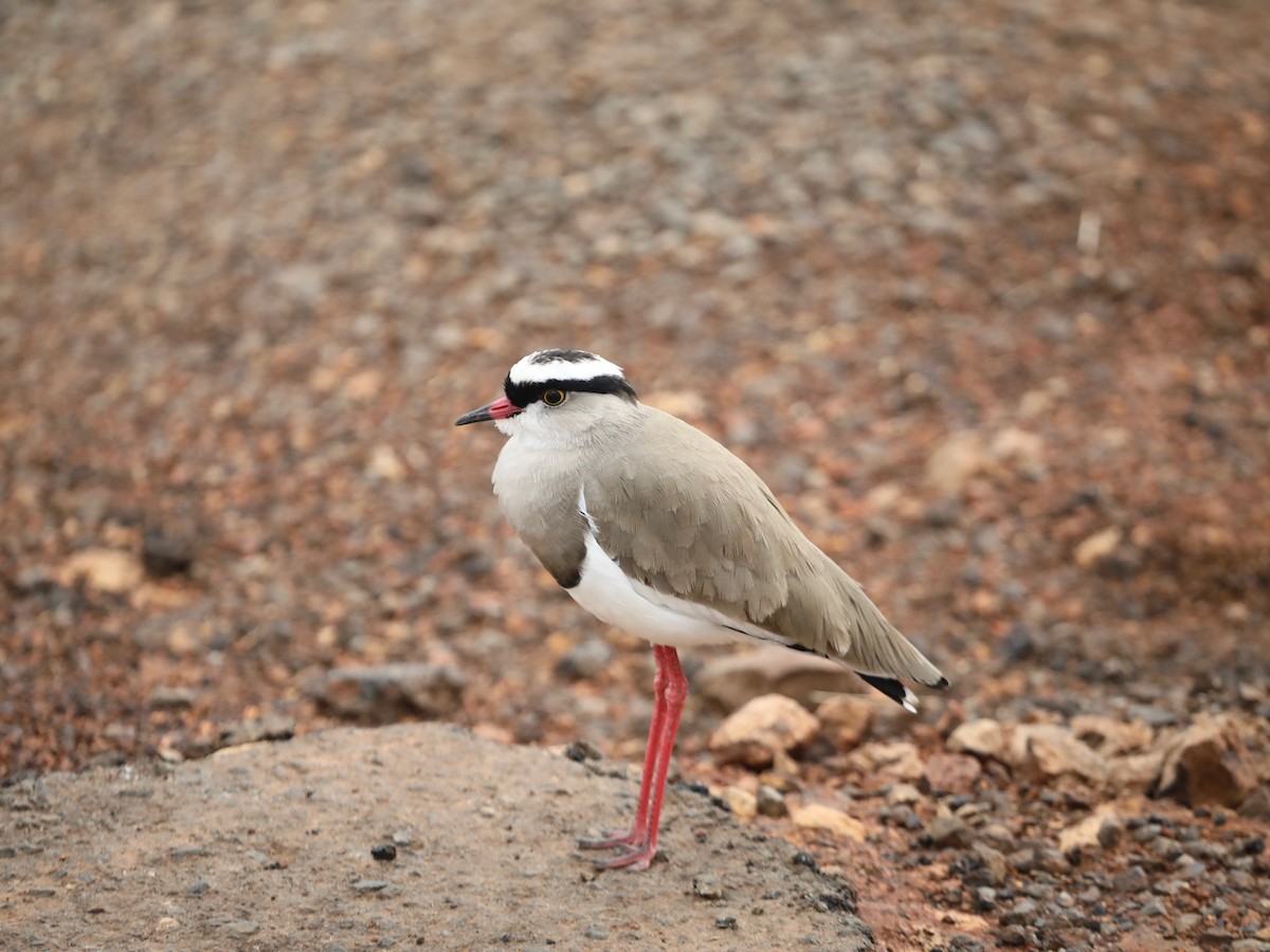 Crowned Lapwing - ML620030468