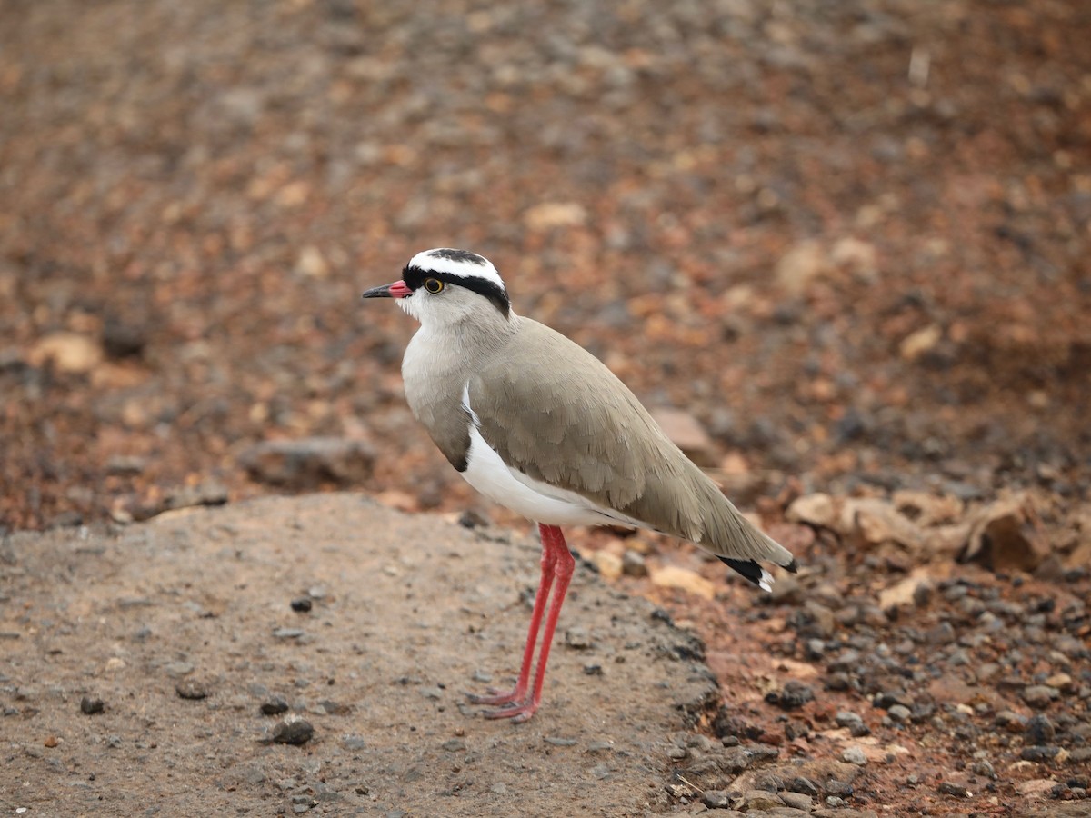 Crowned Lapwing - ML620030469