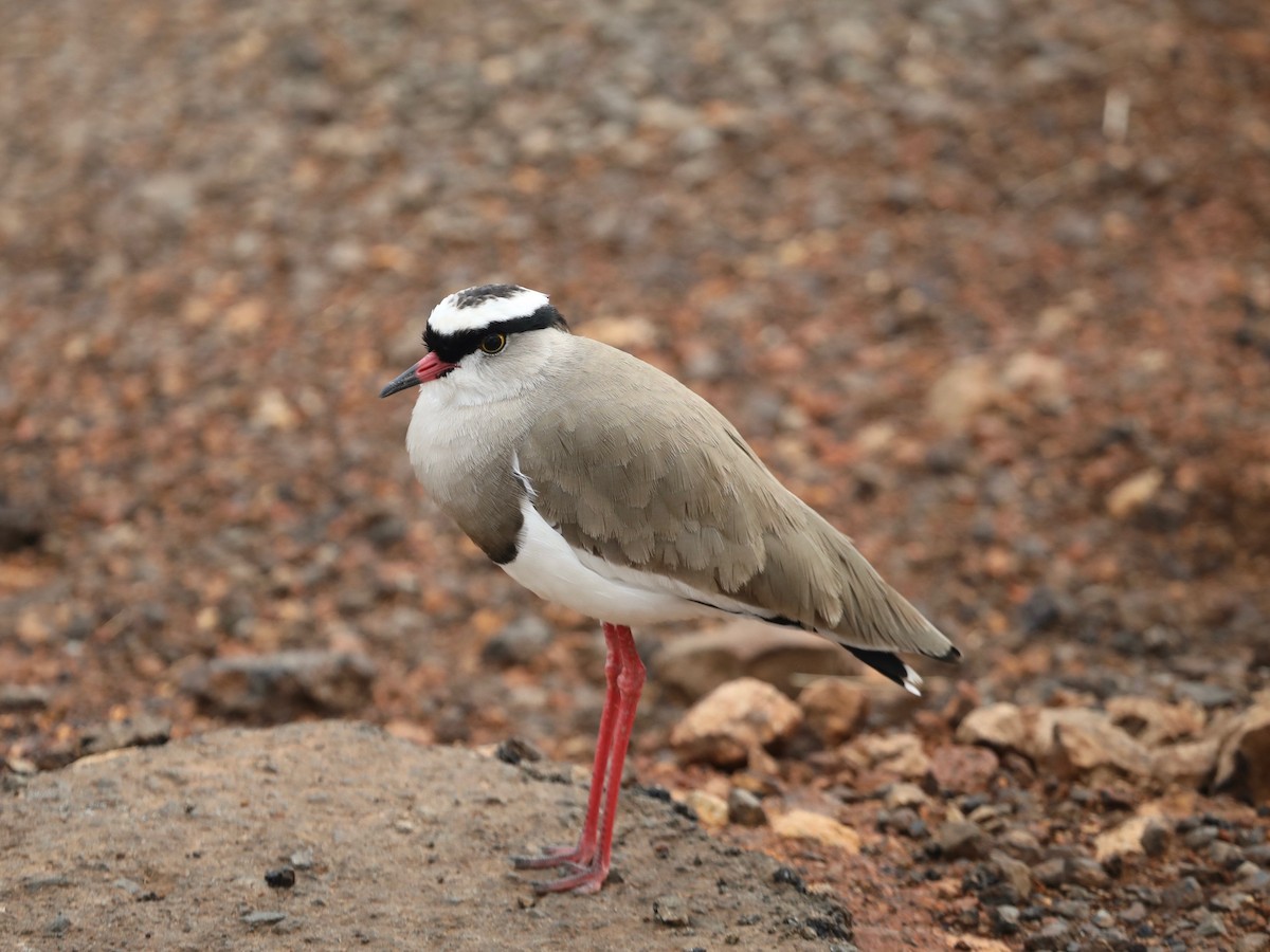 Crowned Lapwing - ML620030470