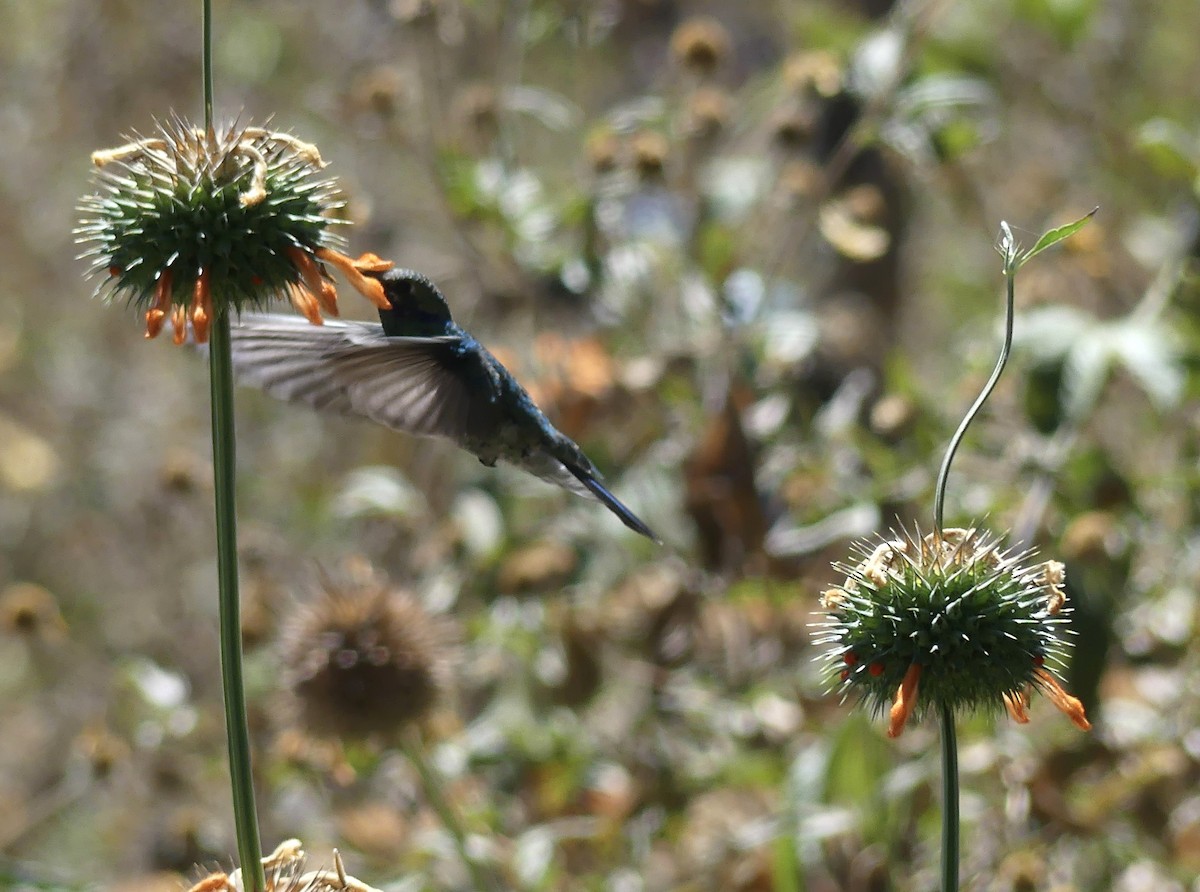 kolibřík modrolící - ML620030479
