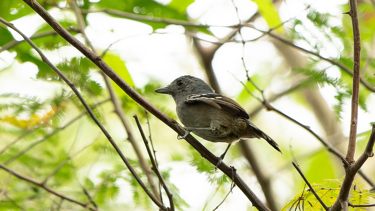 Variable Antshrike - ML620030494