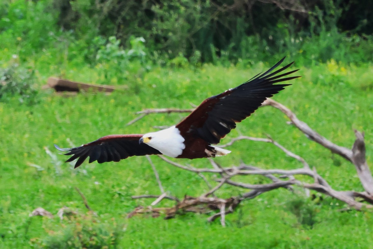 African Fish-Eagle - ML620030531