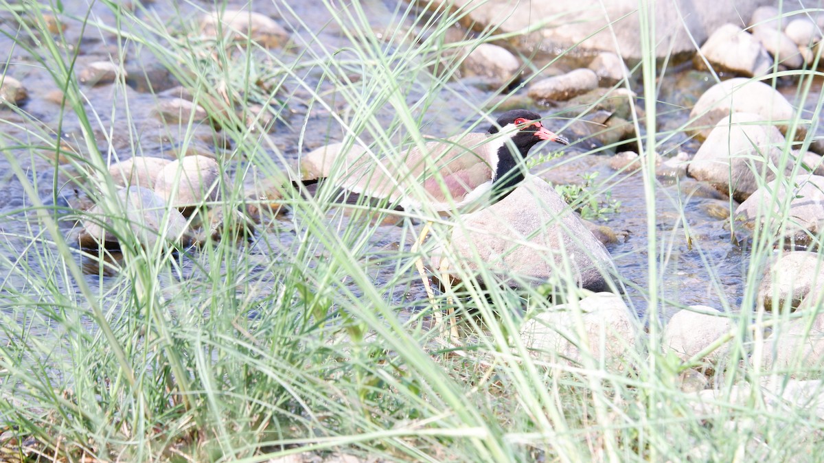 Red-wattled Lapwing - ML620030536