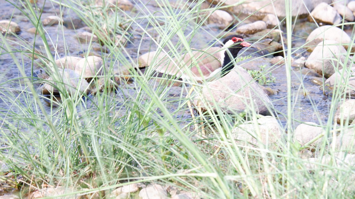 Red-wattled Lapwing - ML620030537