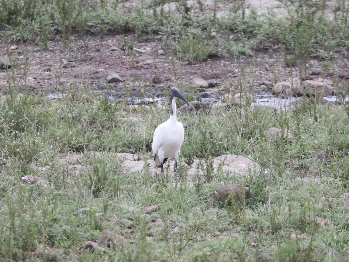 African Sacred Ibis - ML620030542