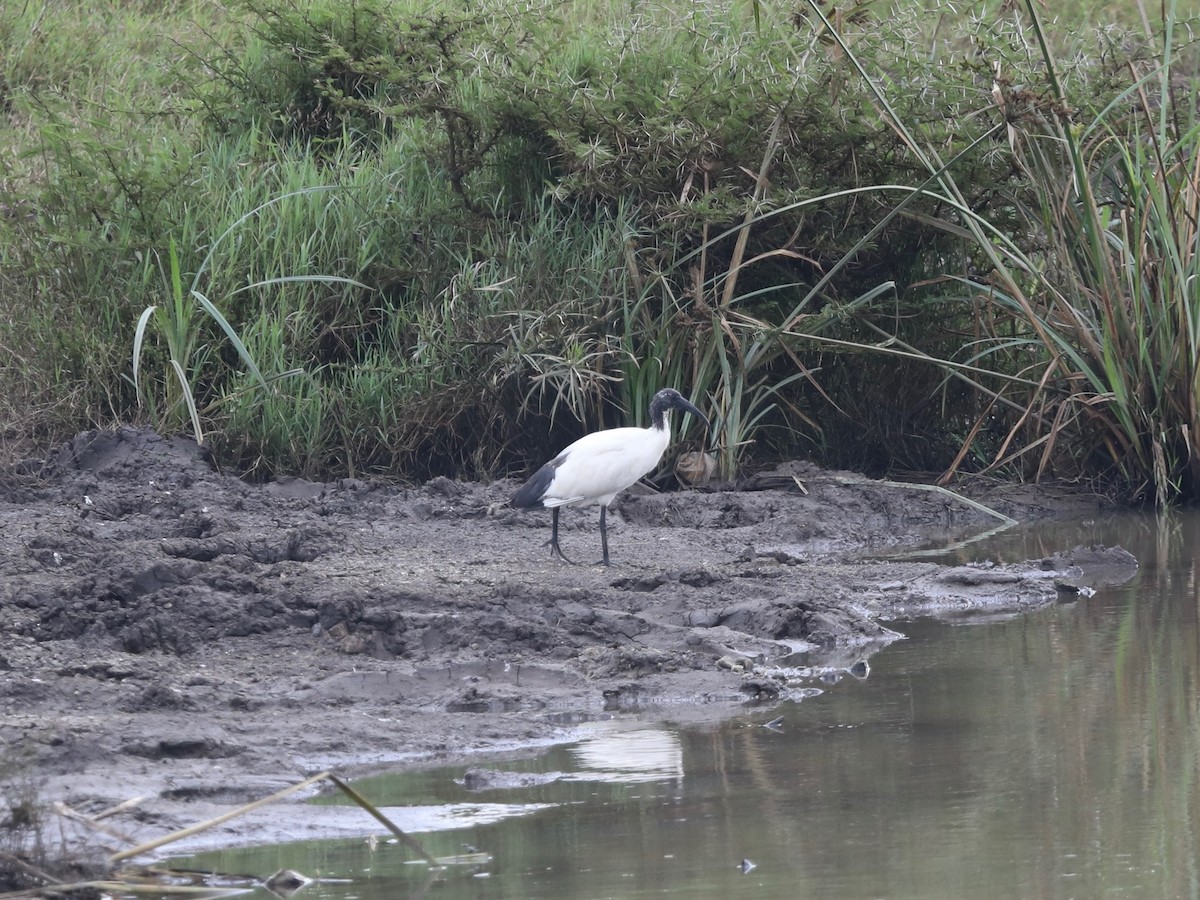 African Sacred Ibis - ML620030544