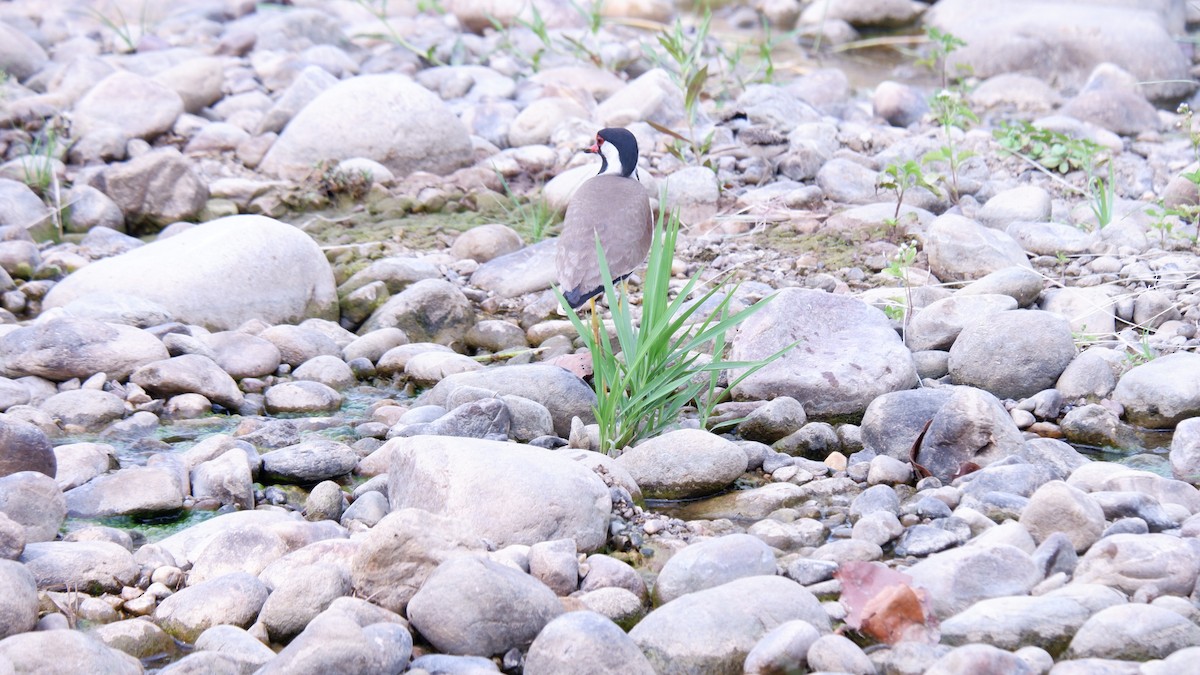 Red-wattled Lapwing - ML620030557