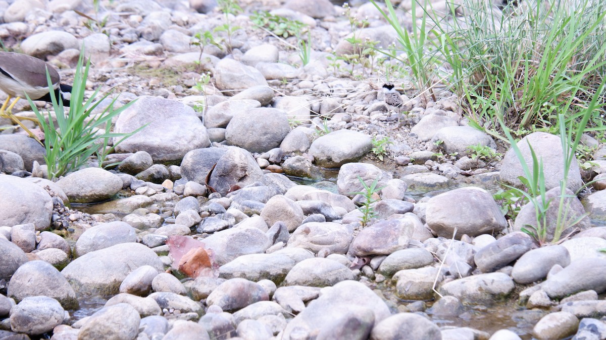 Red-wattled Lapwing - ML620030558