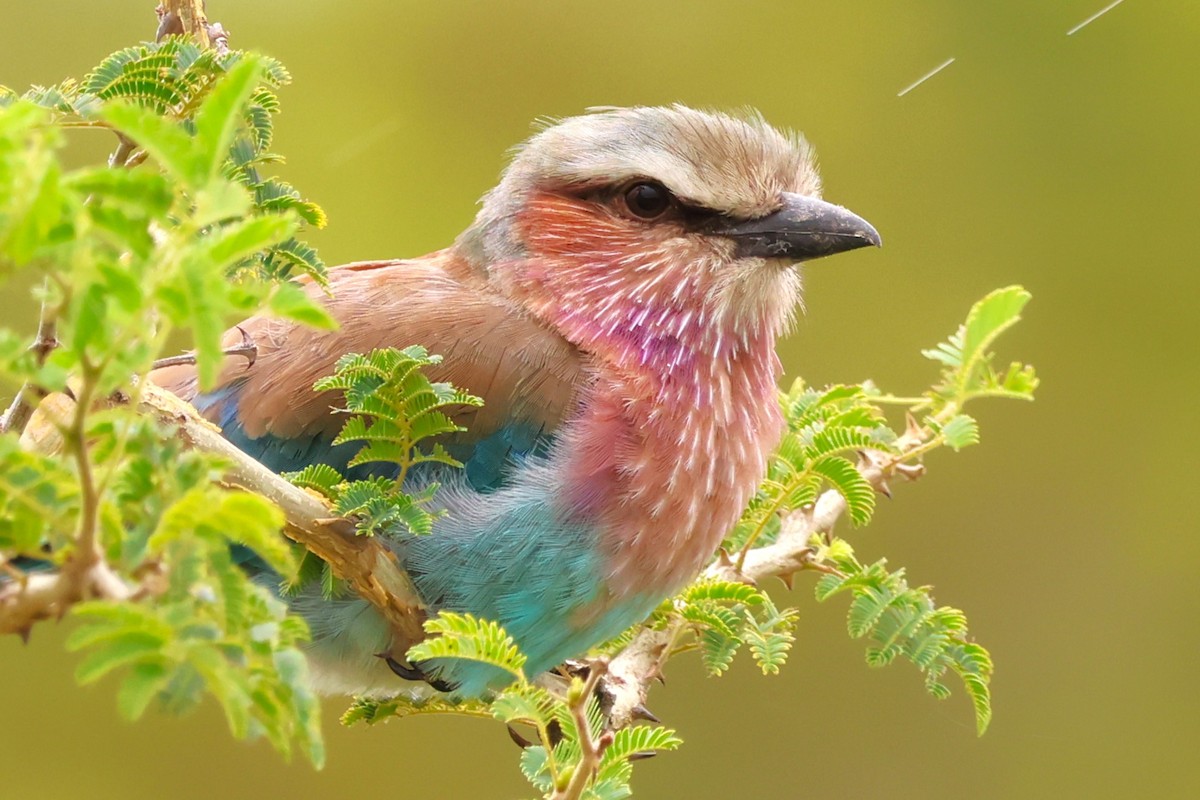 Lilac-breasted Roller - ML620030562