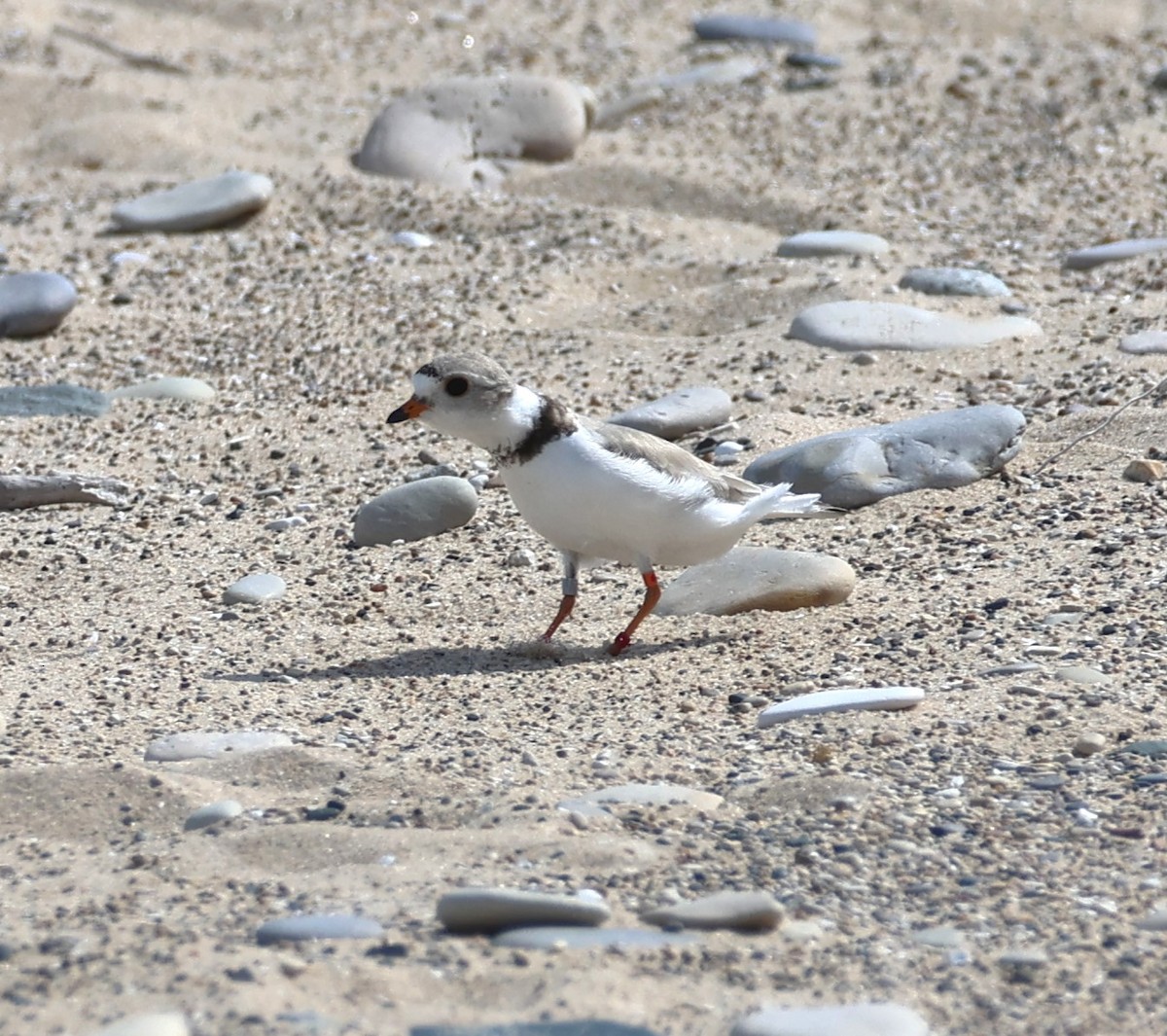 Piping Plover - ML620030563