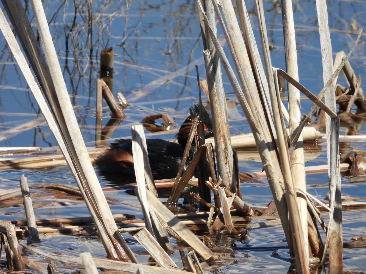 Eared Grebe - ML620030571