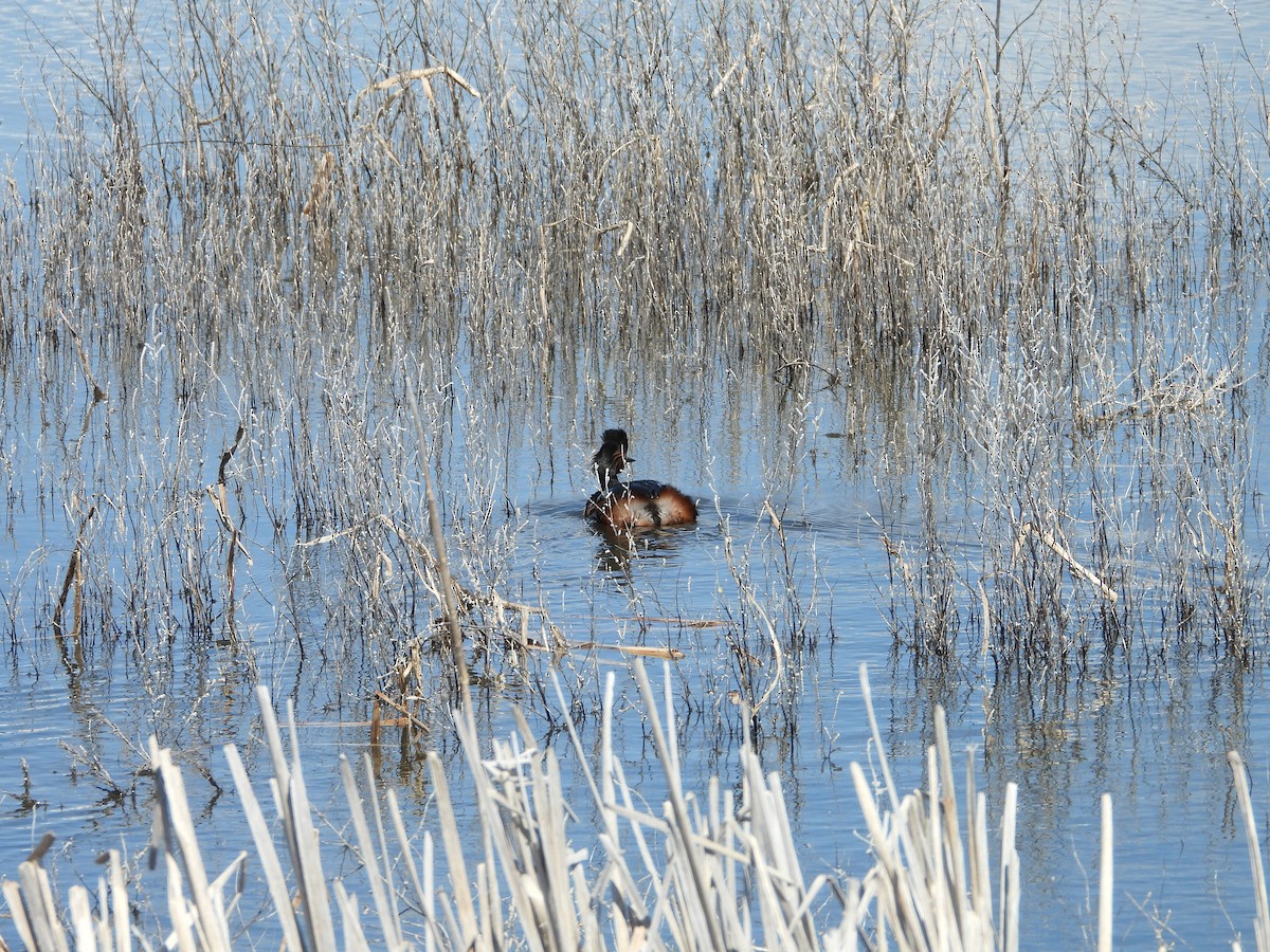 Eared Grebe - ML620030572