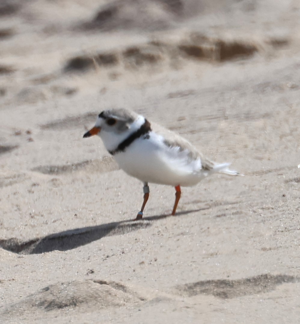 Piping Plover - ML620030573