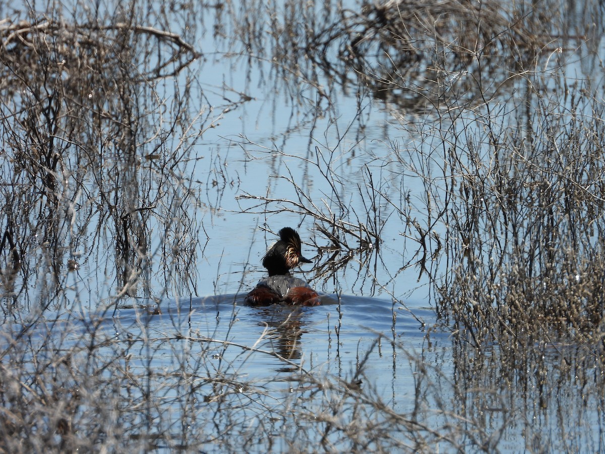 Eared Grebe - ML620030576