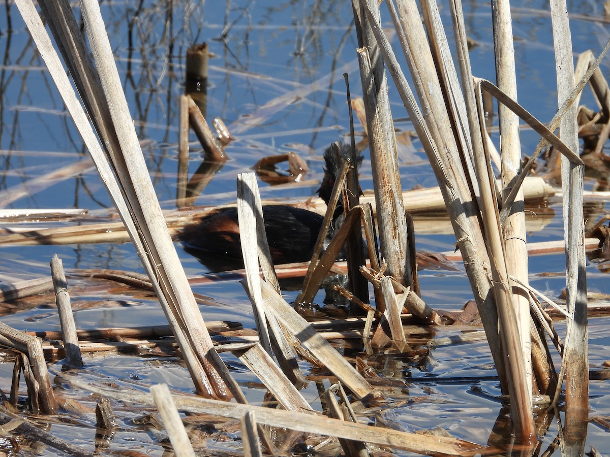 Eared Grebe - ML620030579