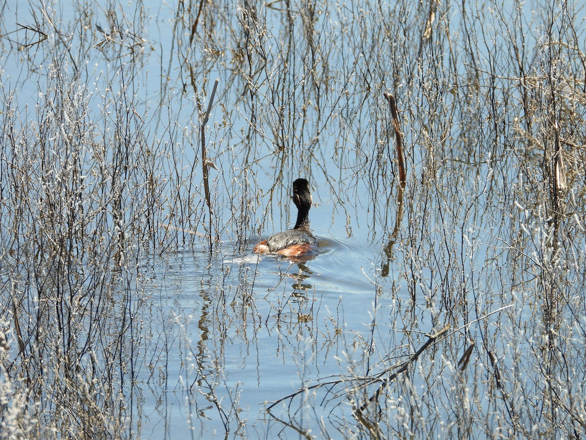 Eared Grebe - ML620030582