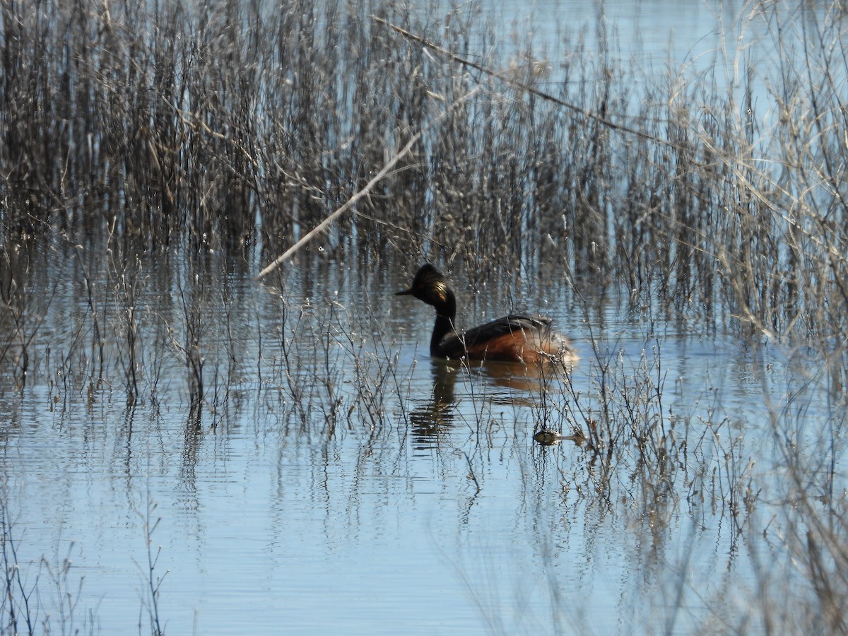 Eared Grebe - ML620030584