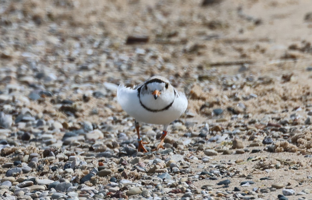 Piping Plover - ML620030589