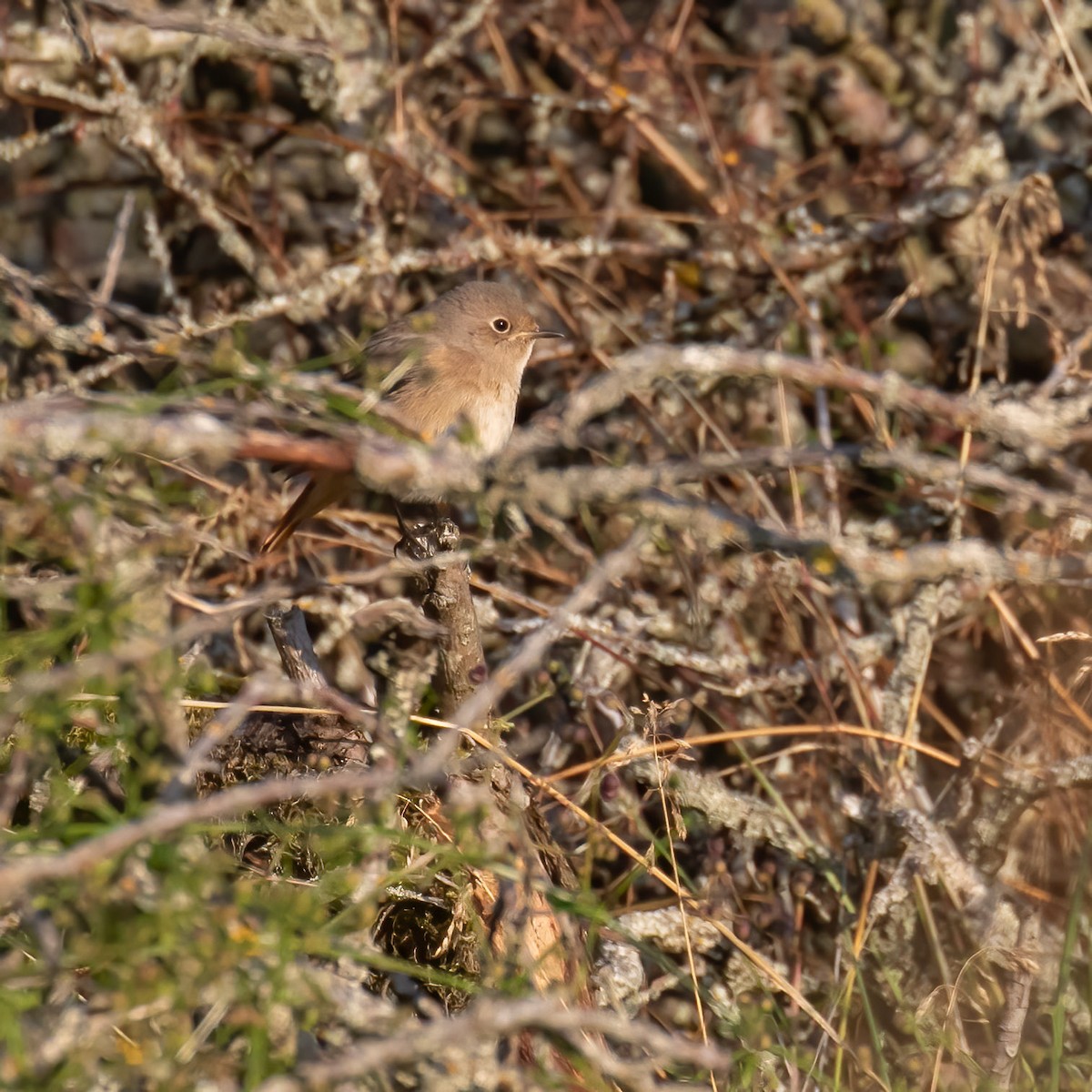 Common Redstart - ML620030592