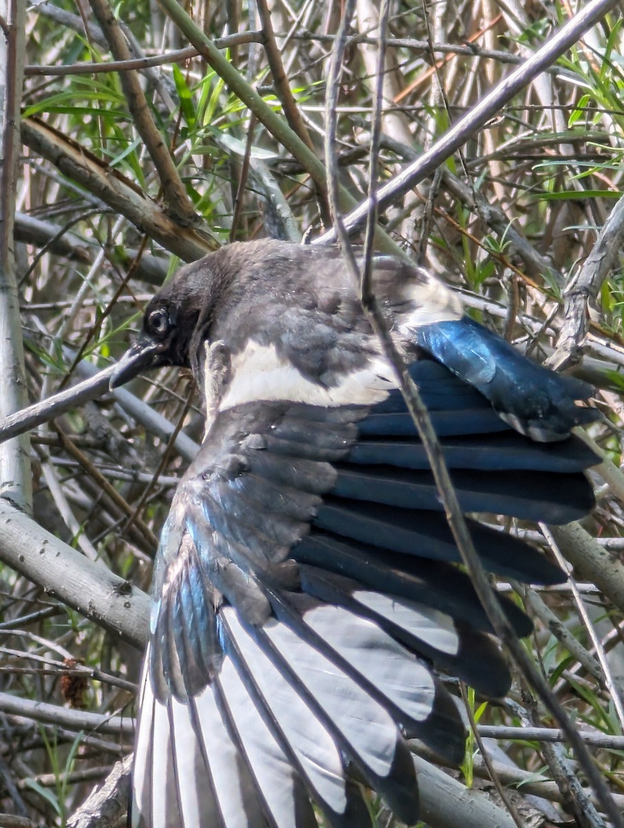 Black-billed Magpie - Ryan Gardner