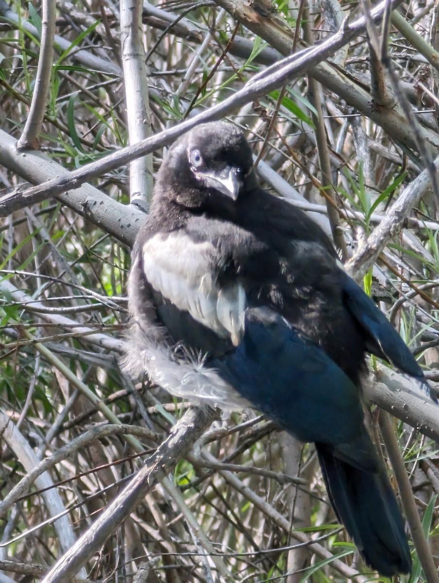 Black-billed Magpie - ML620030596