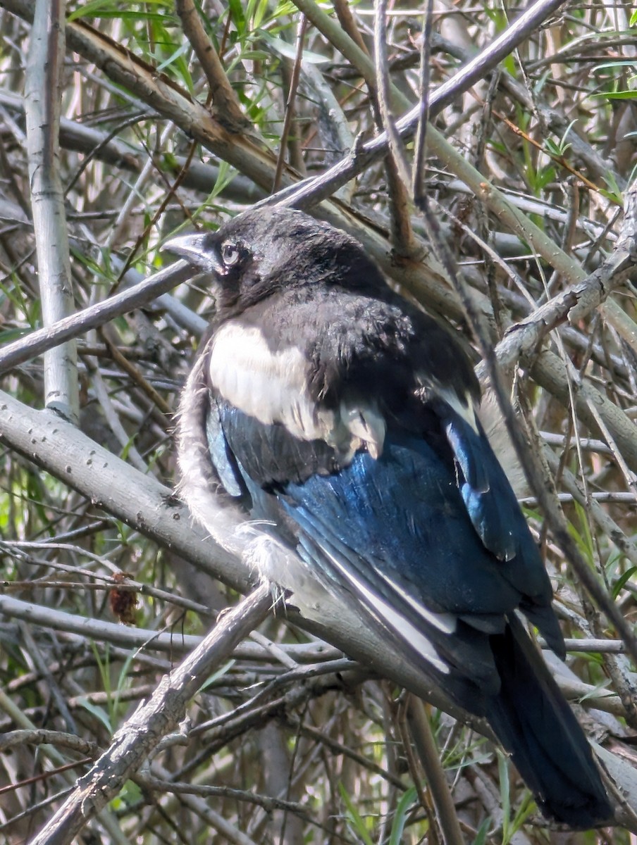 Black-billed Magpie - ML620030597