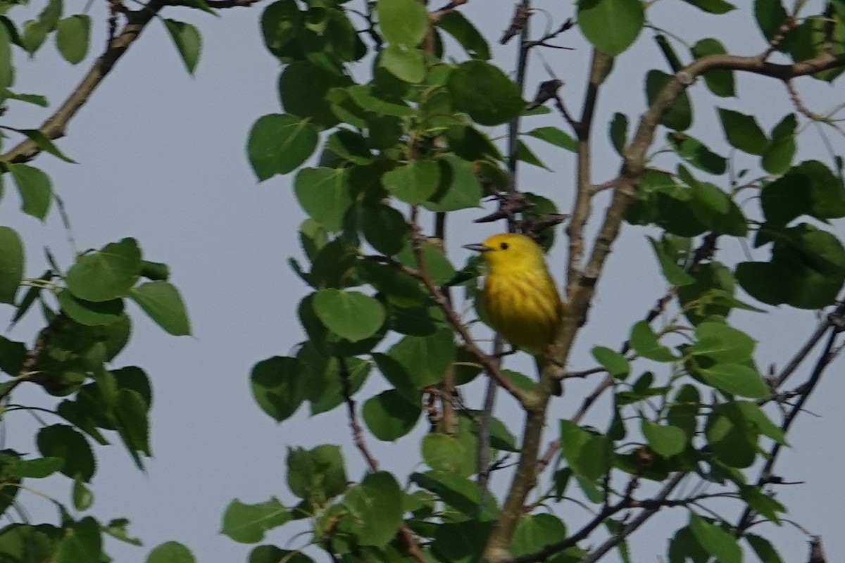 Yellow Warbler - ML620030599