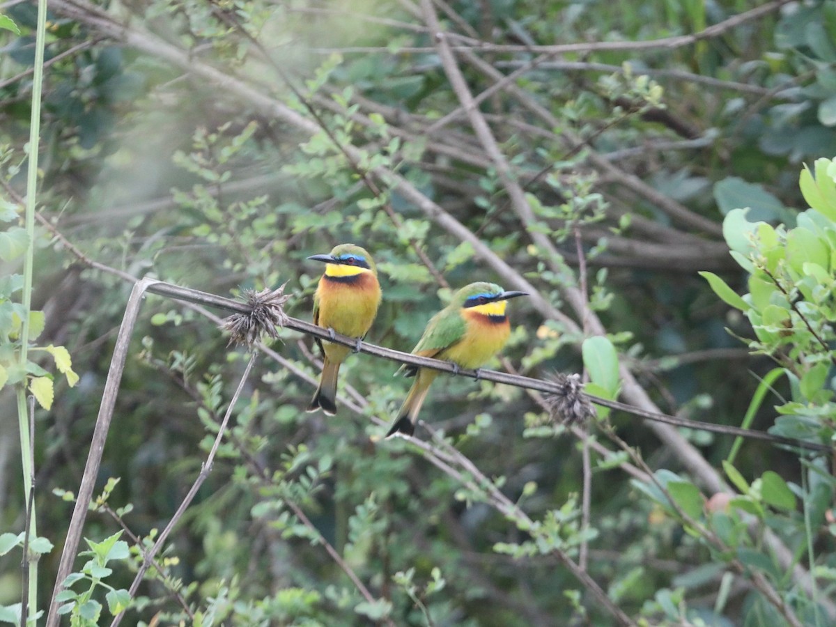 Little Bee-eater - ML620030602