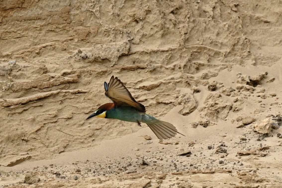 European Bee-eater - ML620030606
