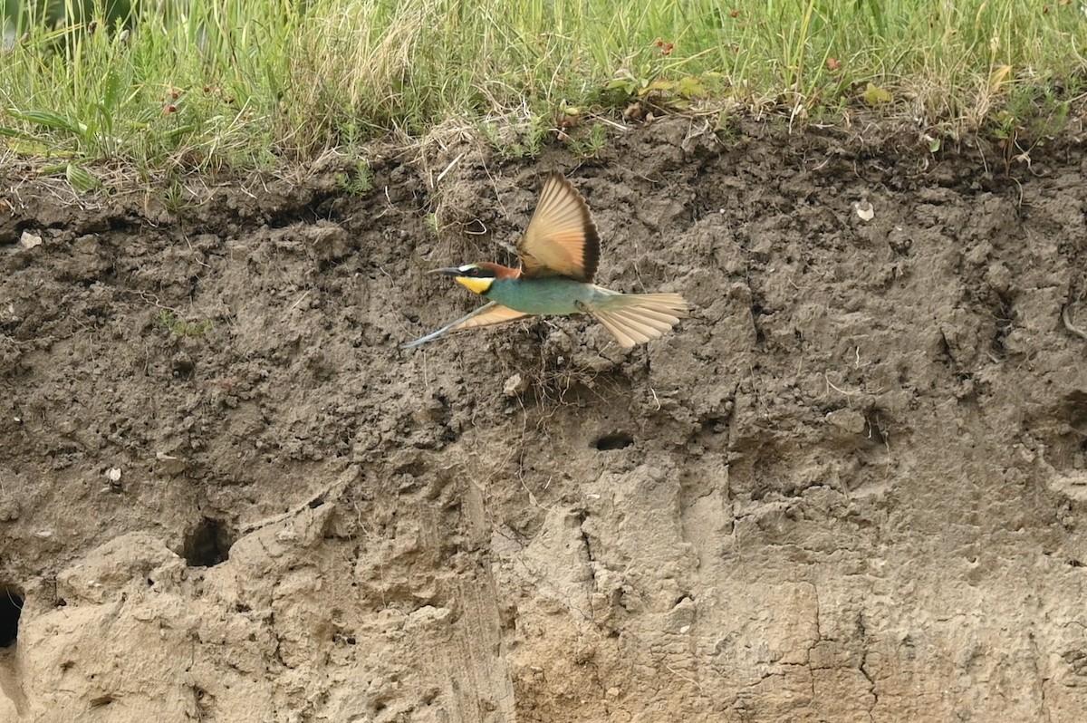 European Bee-eater - ML620030607
