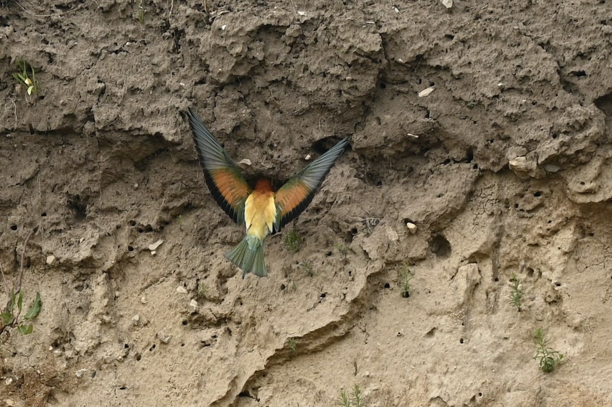 European Bee-eater - ML620030608