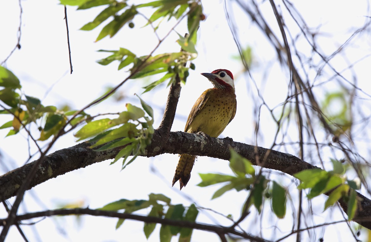 Spot-breasted Woodpecker - ML620030612