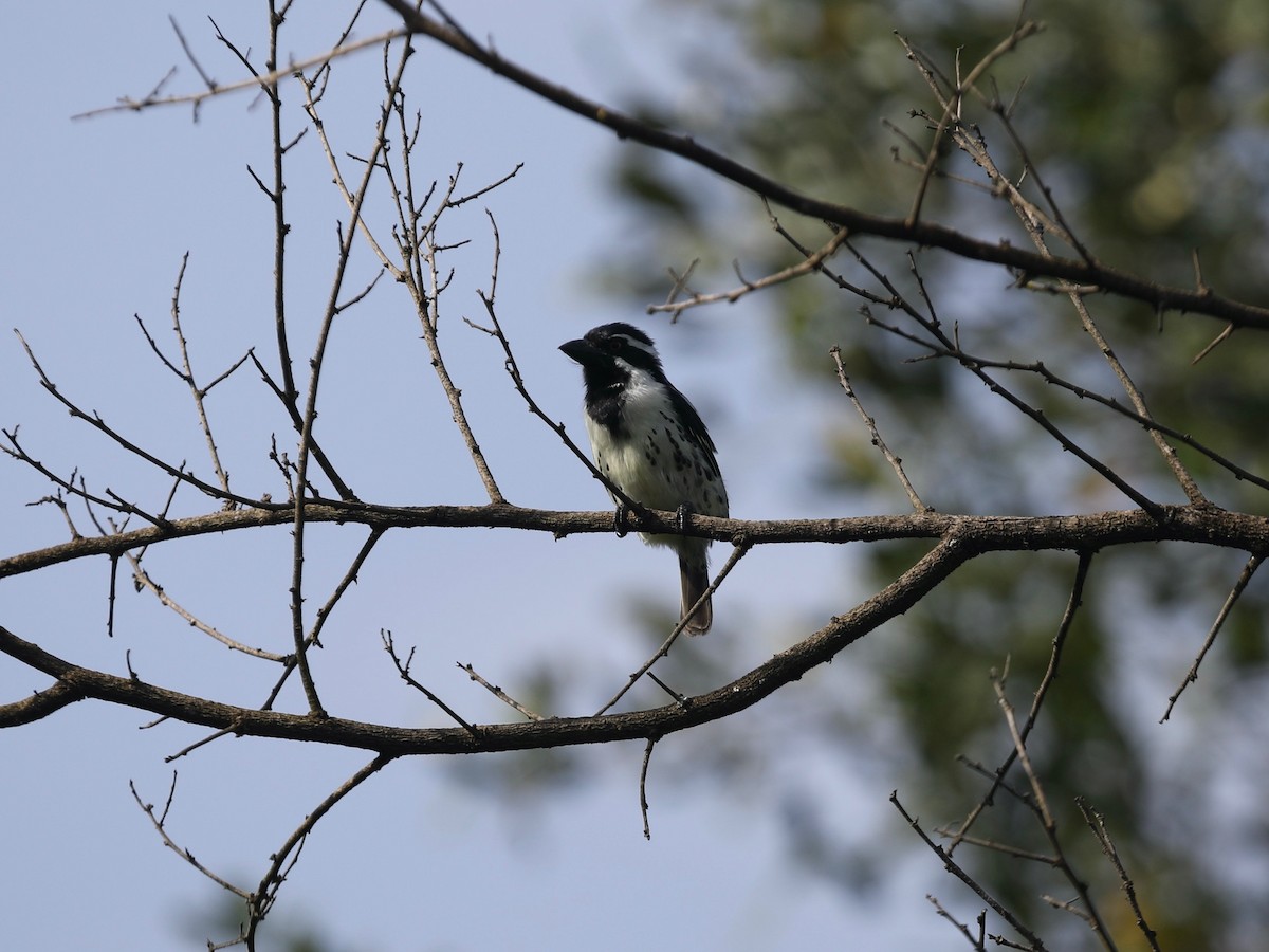 Spot-flanked Barbet - ML620030616