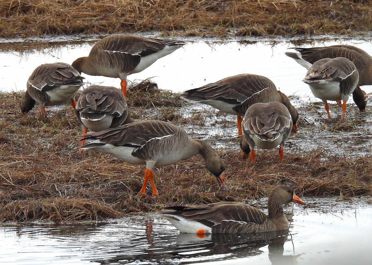 Greater White-fronted Goose - ML620030617