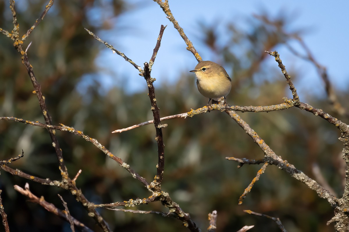 Mosquitero Común - ML620030619