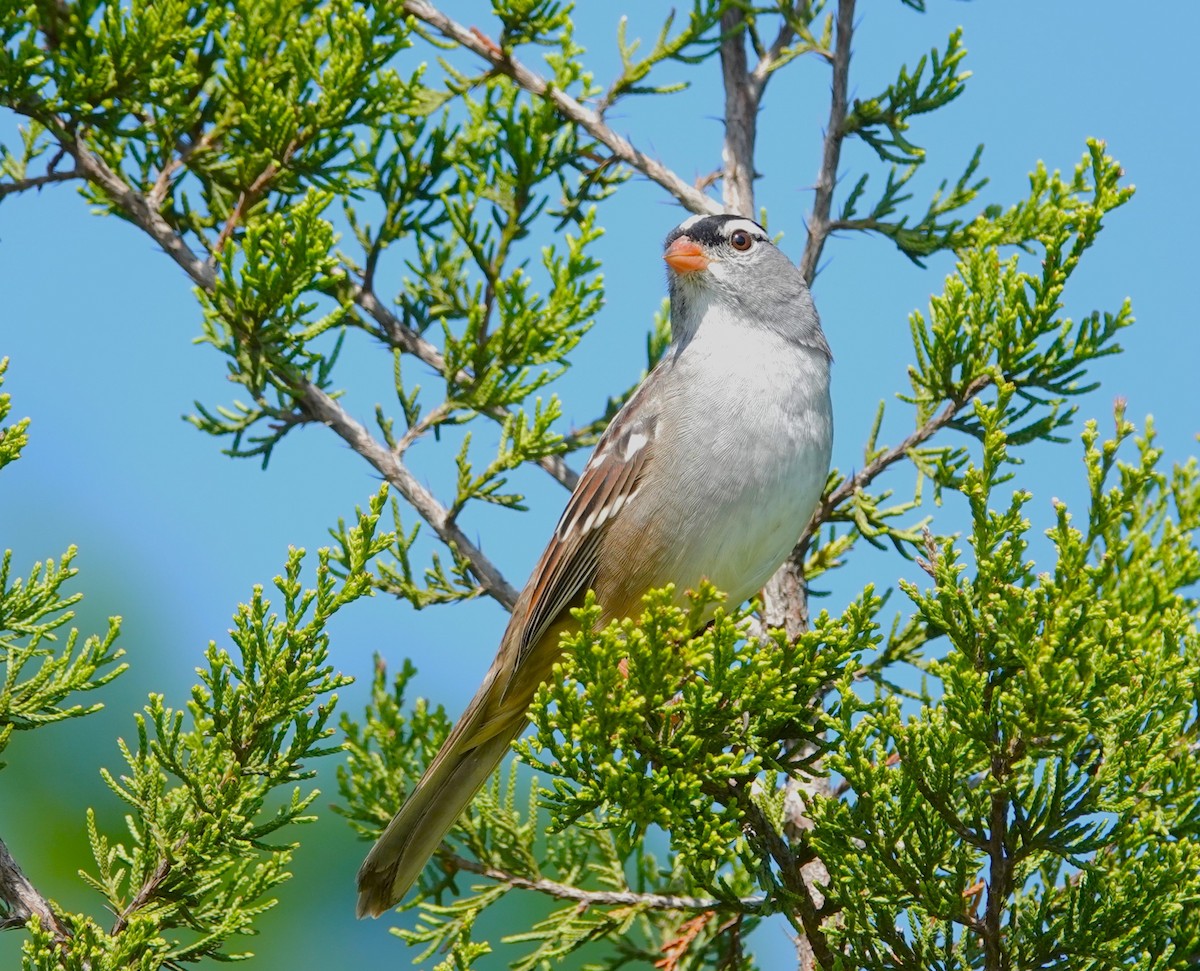 White-crowned Sparrow - ML620030630