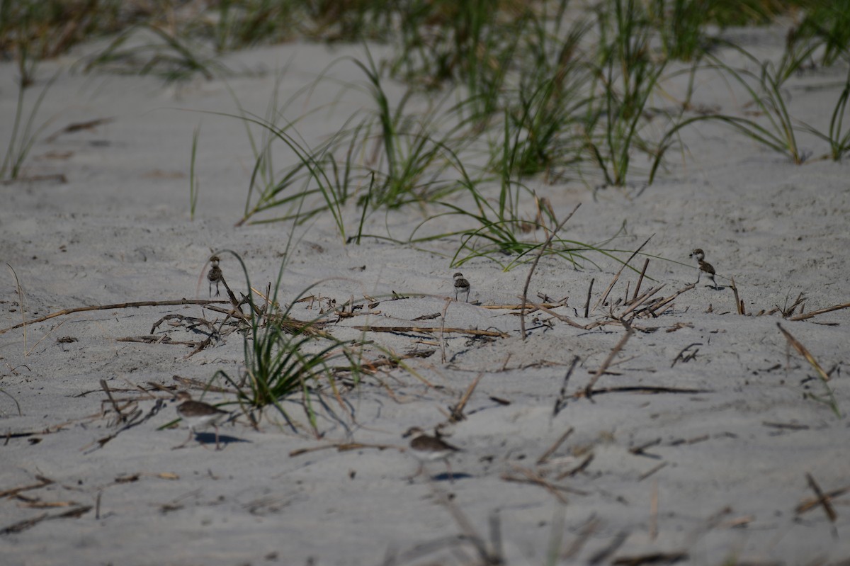 Wilson's Plover - ML620030633