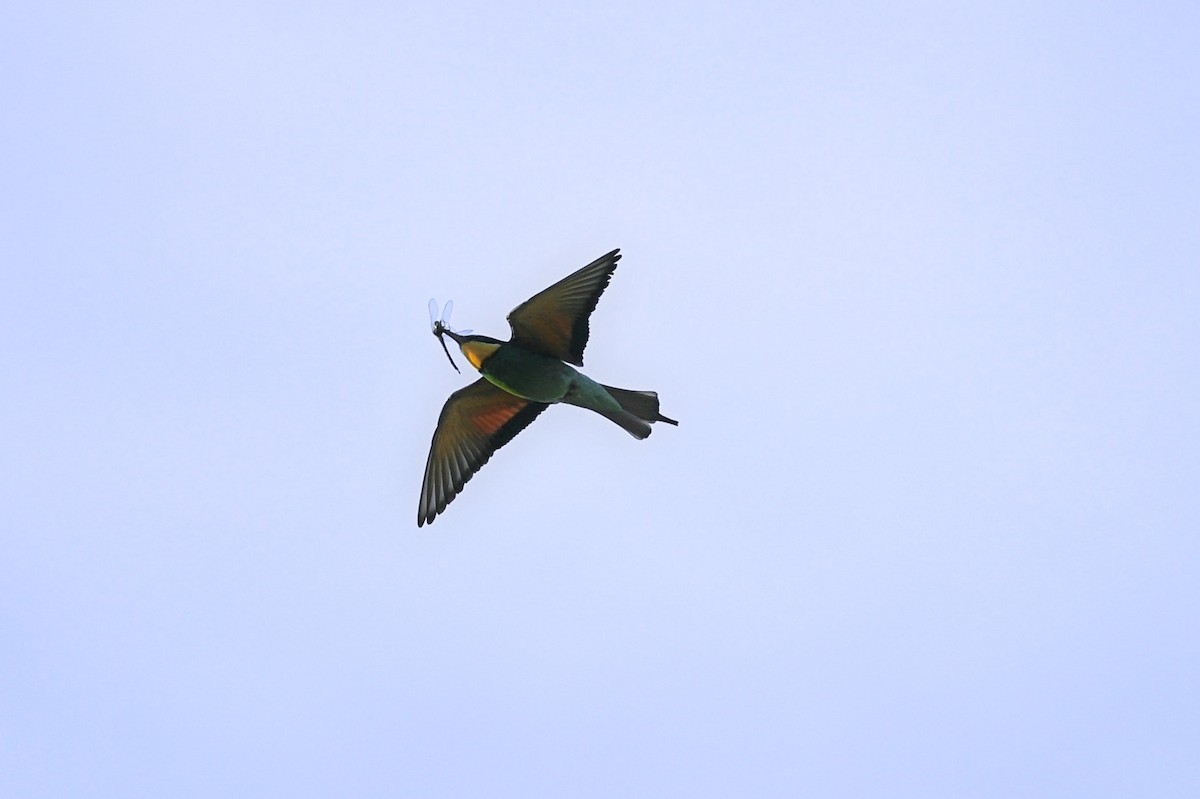 European Bee-eater - ML620030652