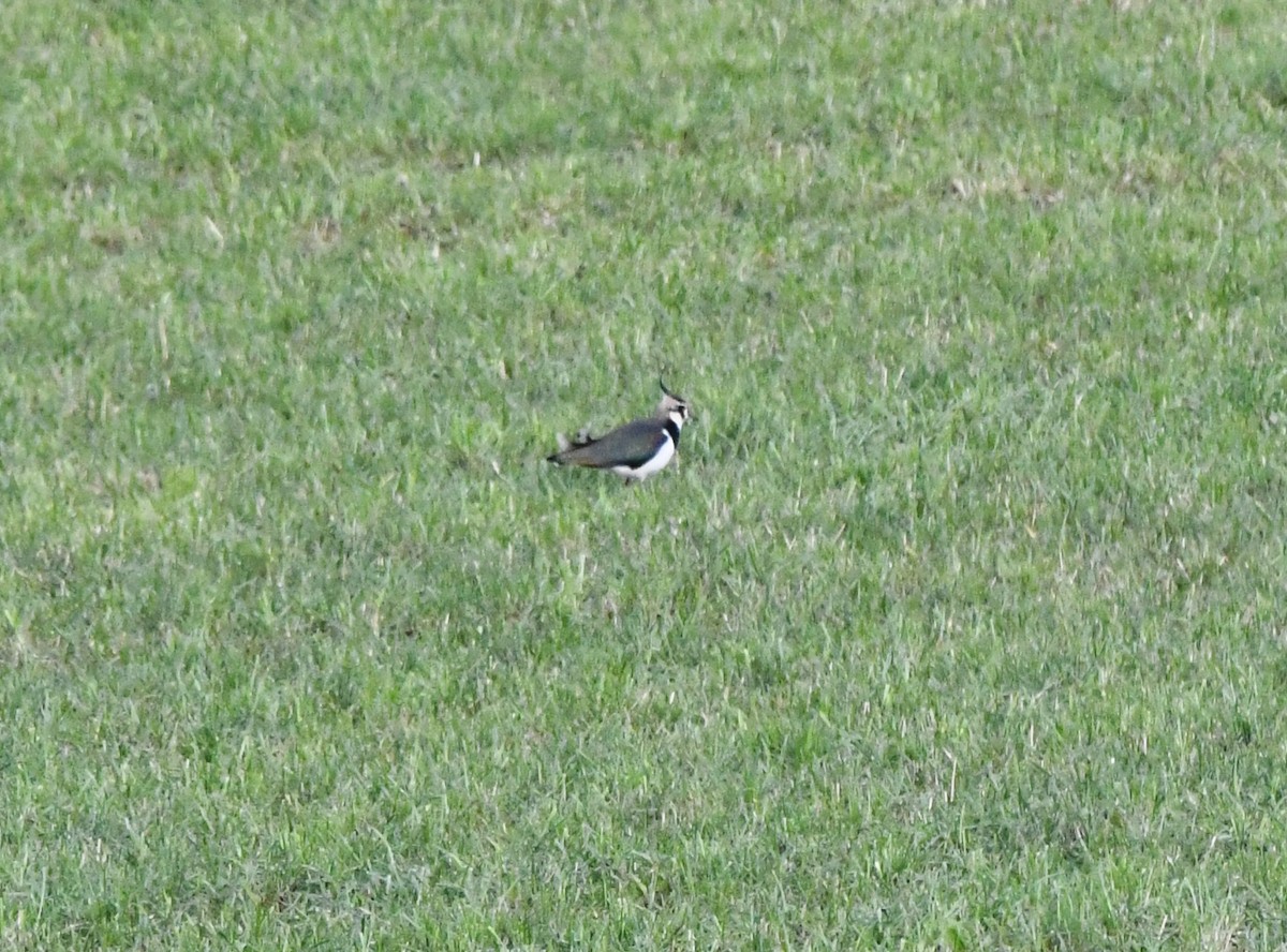 Northern Lapwing - ML620030664