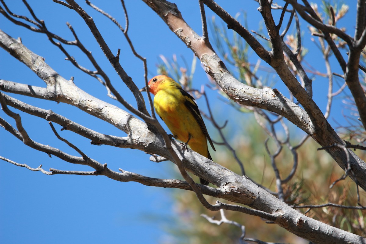 Western Tanager - ML620030670