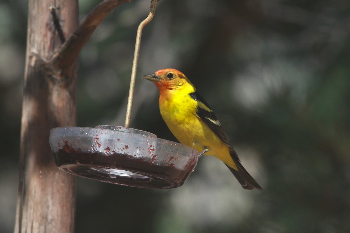 Western Tanager - ML620030671