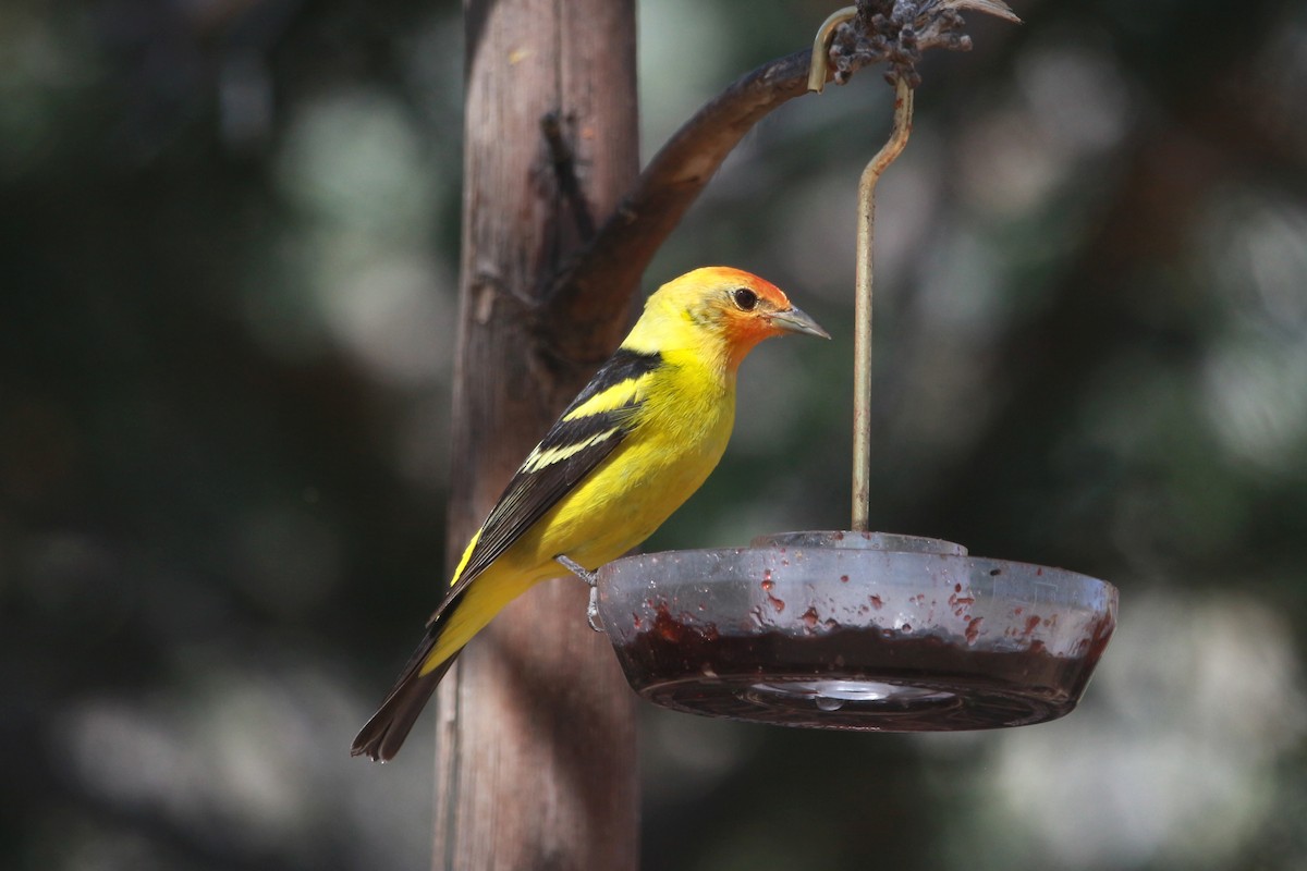 Western Tanager - ML620030672