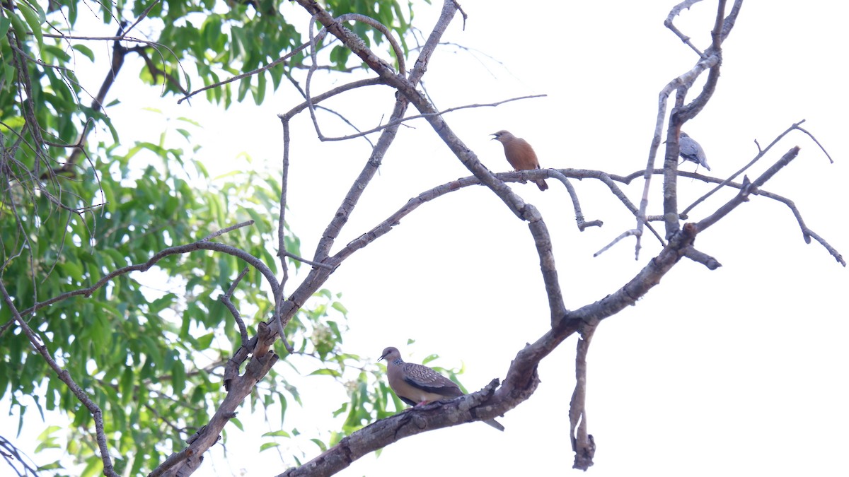 Chestnut-tailed Starling - ML620030675