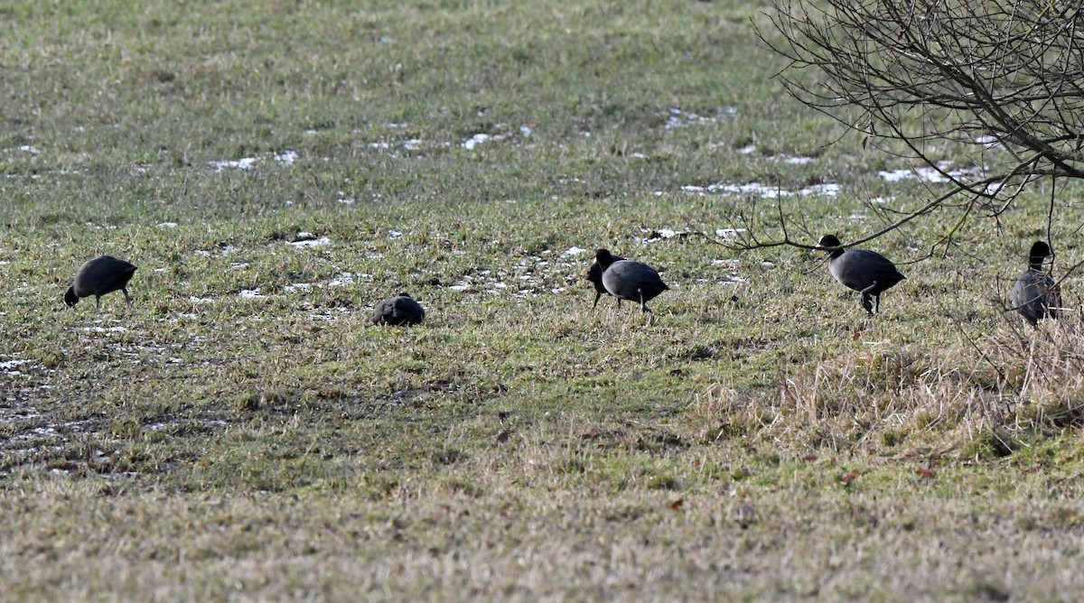 Eurasian Coot - ML620030681