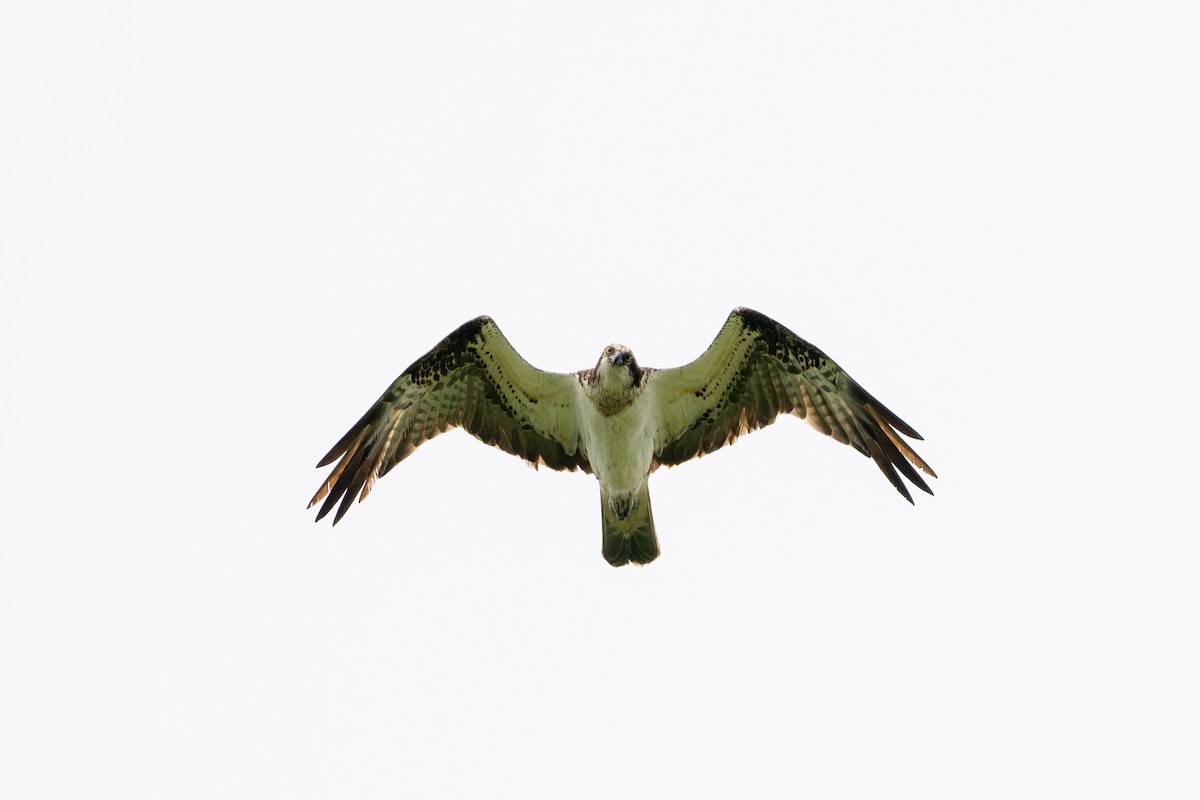 Águila Pescadora - ML620030682