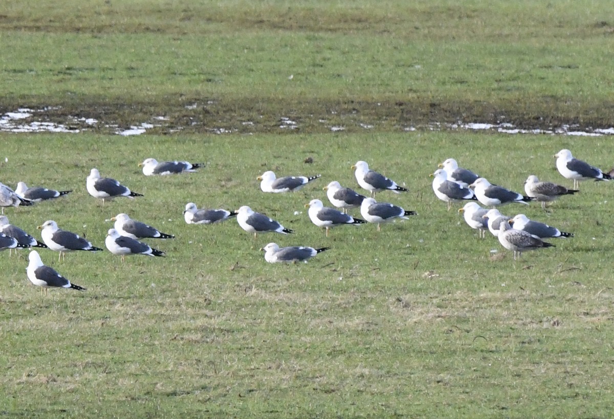 Lesser Black-backed Gull - A Emmerson