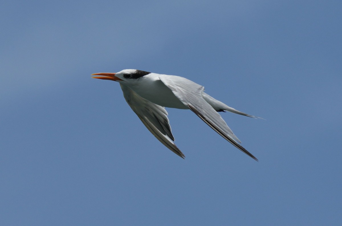 Royal Tern - ML620030708