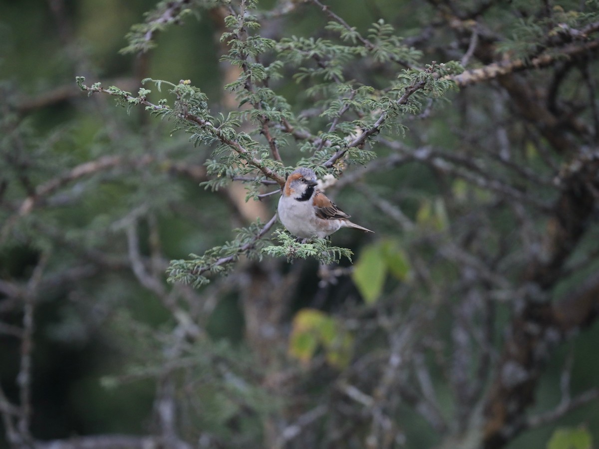 Kenya Rufous Sparrow - ML620030745