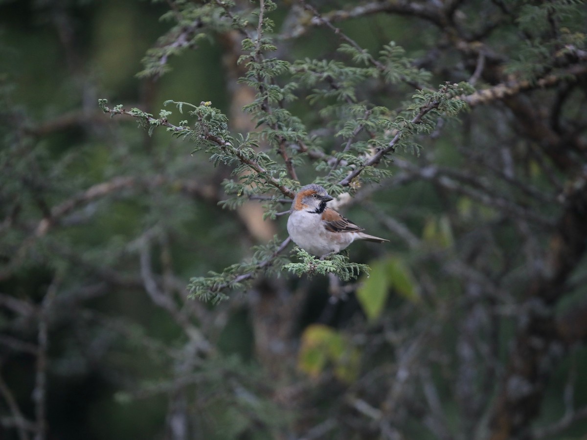 Kenya Rufous Sparrow - ML620030746