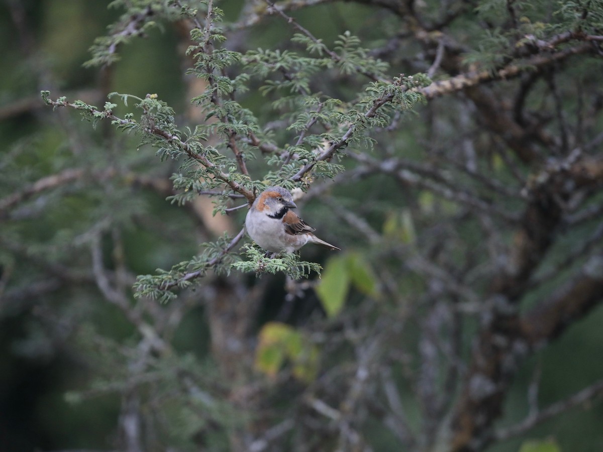 Kenya Rufous Sparrow - ML620030747